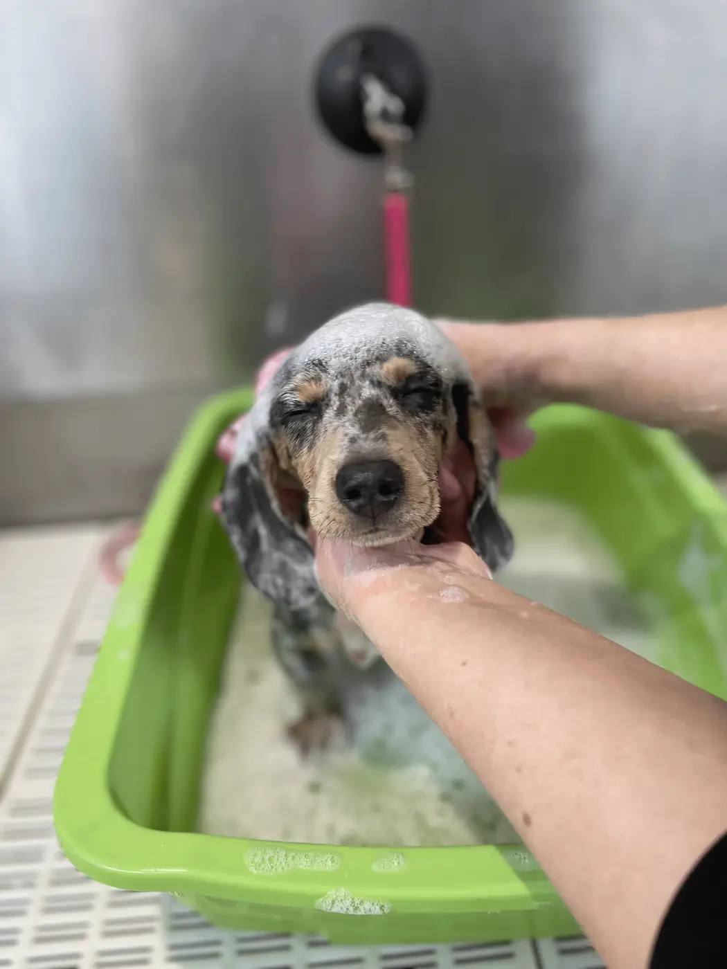 A long-haired cat being bathed in a green grooming tub at KD Grooming Studio