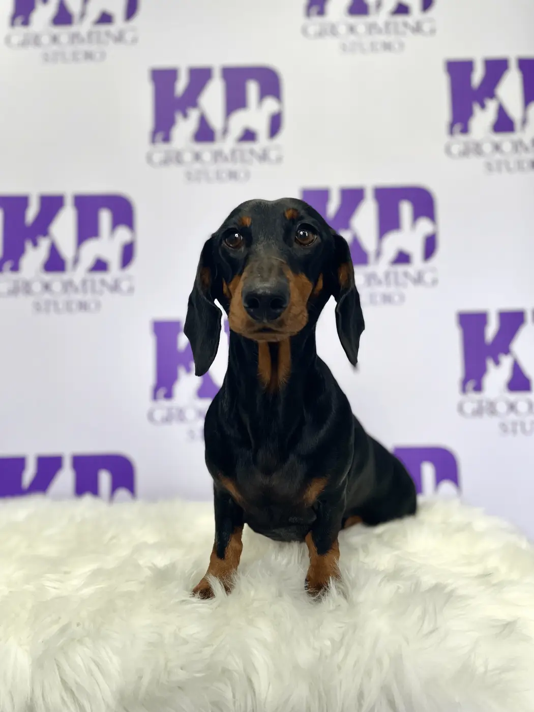 A groomed dachshund sitting on a white rug in front of the KD branded backdrop