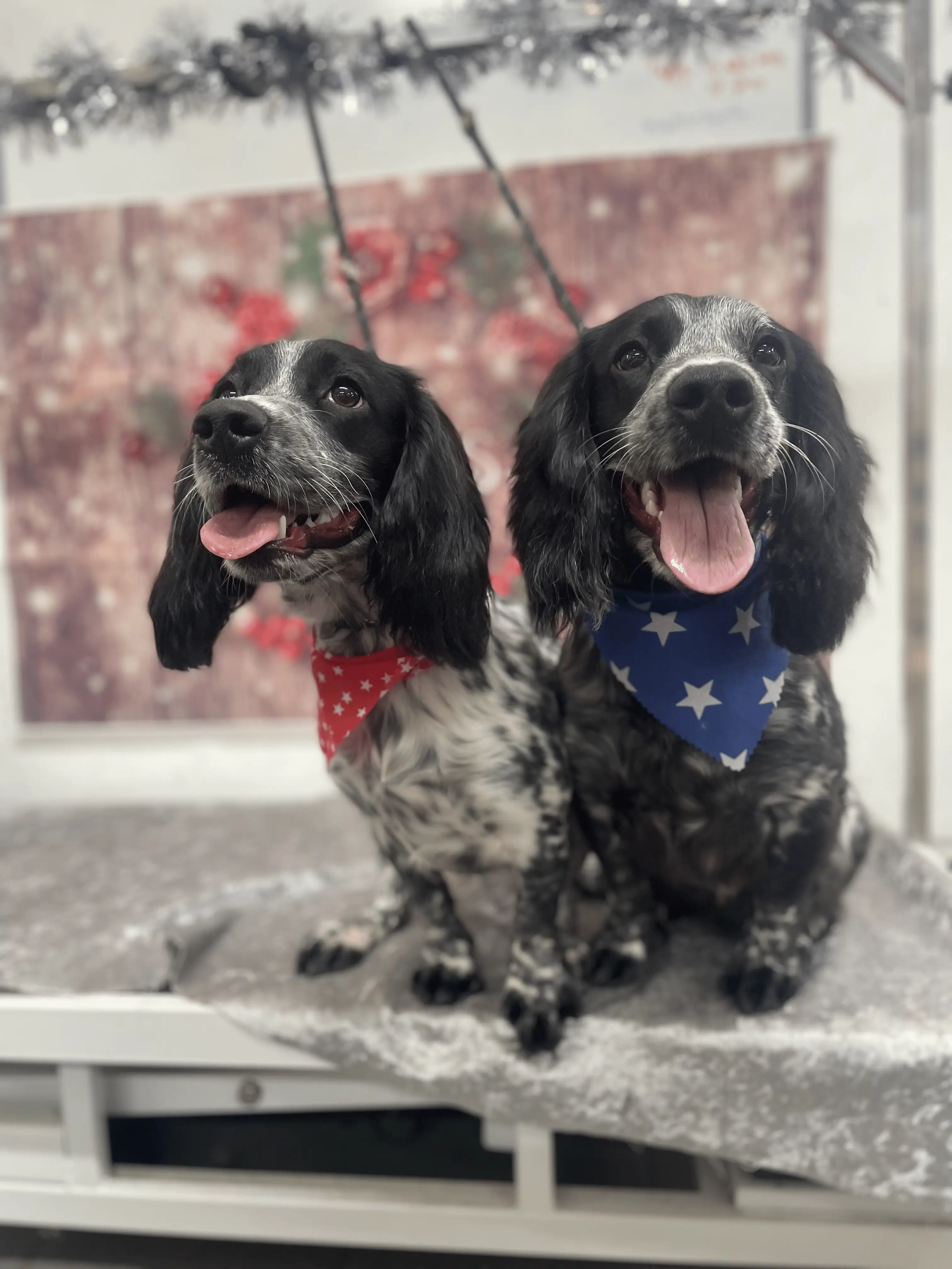 Two small dogs sitting together indoors after being groomed at KD Grooming Studio