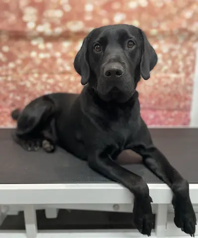 A black labrador lying calmly on a raised grooming surface at KD Grooming Studio