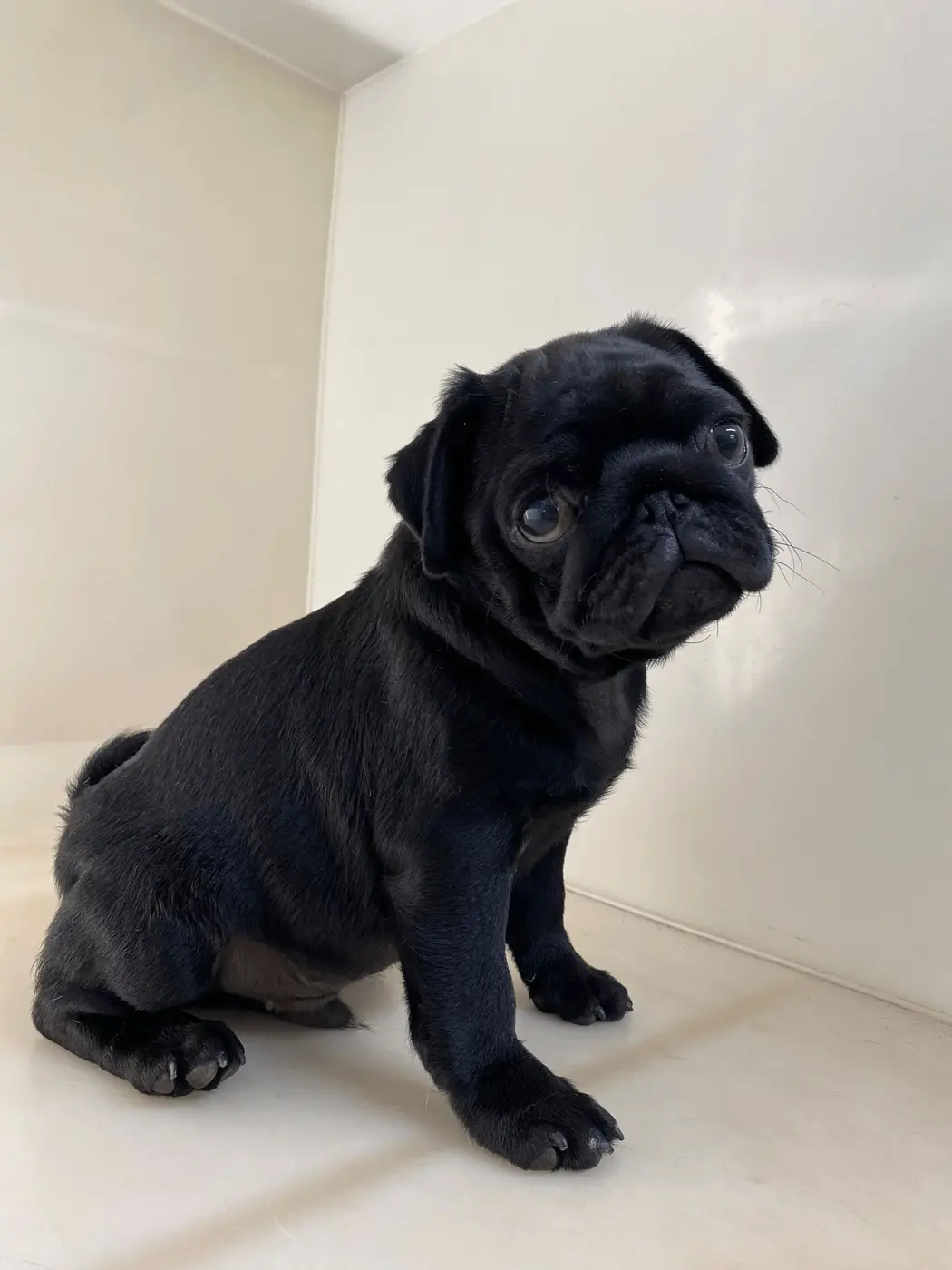A small black pug-like dog sitting in the white KD grooming area after a bath and tidy