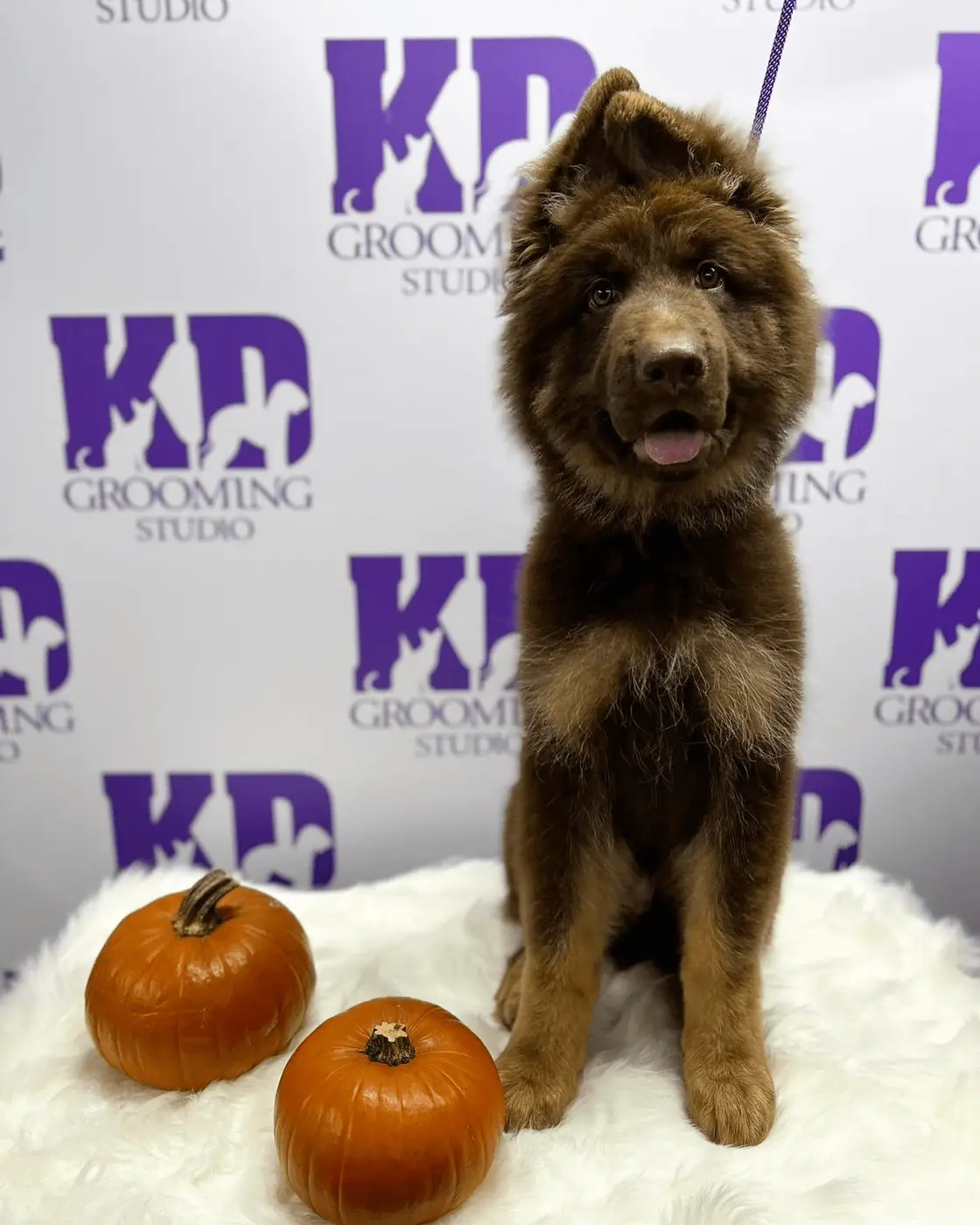 A freshly groomed small dog posed with pumpkins in front of the KD branded backdrop