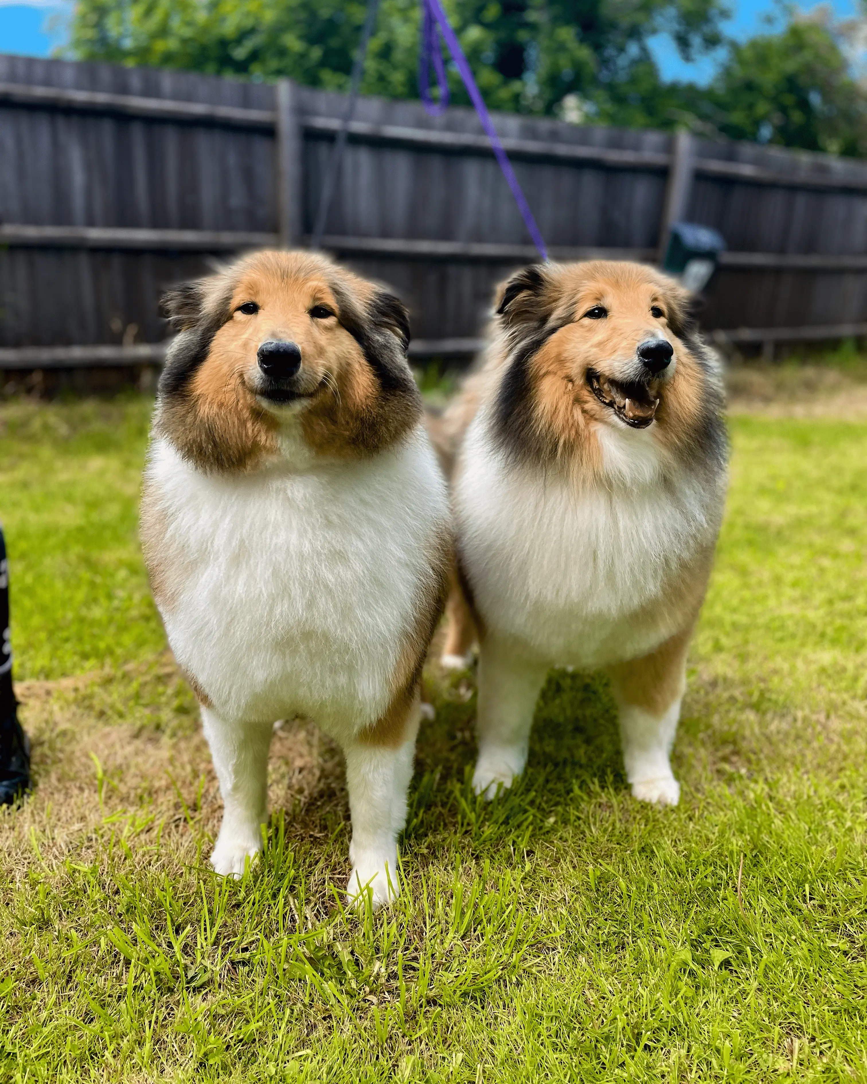 Two groomed sheltie-type dogs sitting together outdoors