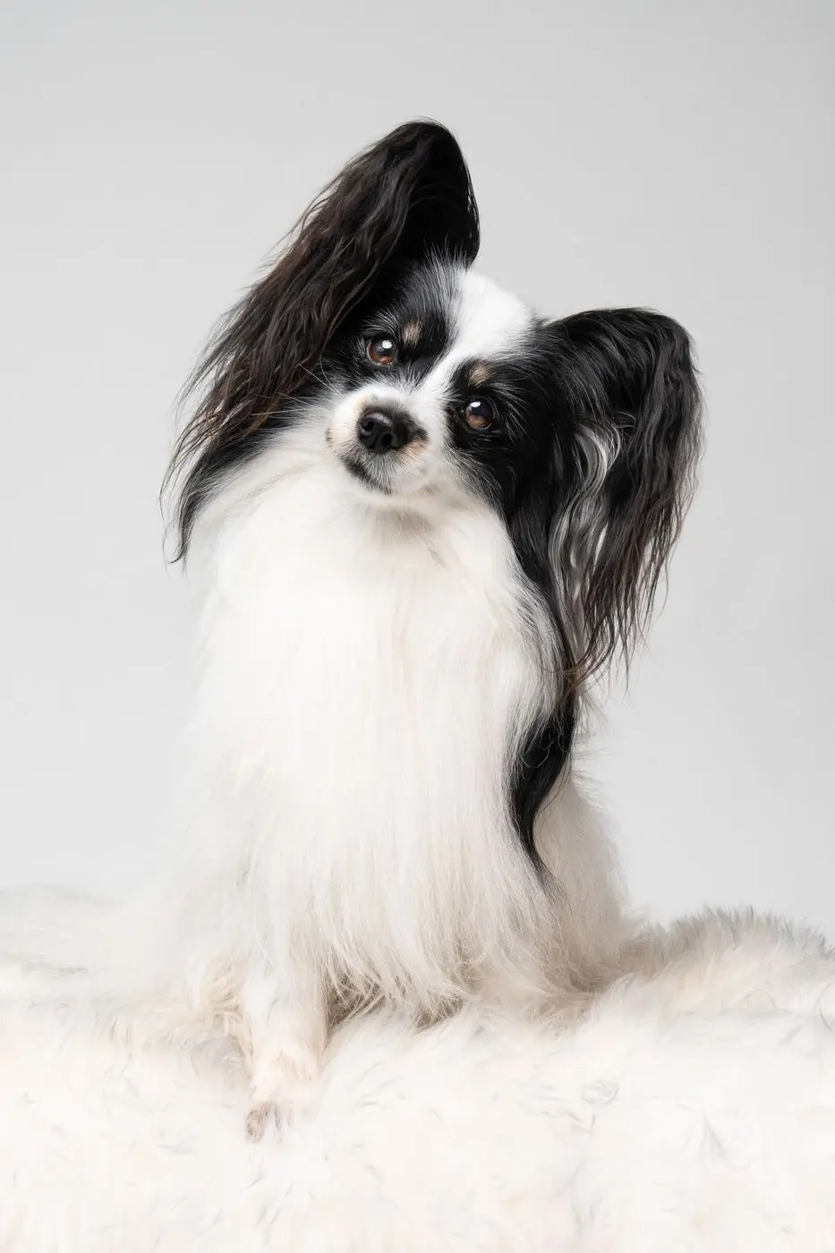 A studio-style portrait of a small black-and-white dog on a white background